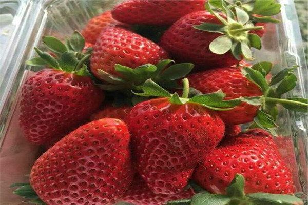 武汉武昌牛奶草莓苗价格-2022一览表已更新