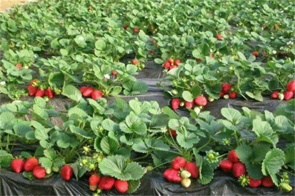 惠州惠阳法兰地草莓苗市场报价-2022已更新今天