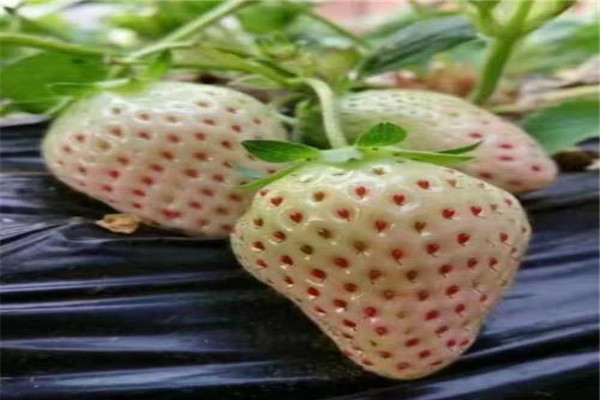 新乡封丘奶油草莓苗市场报价-2022已更新今天
