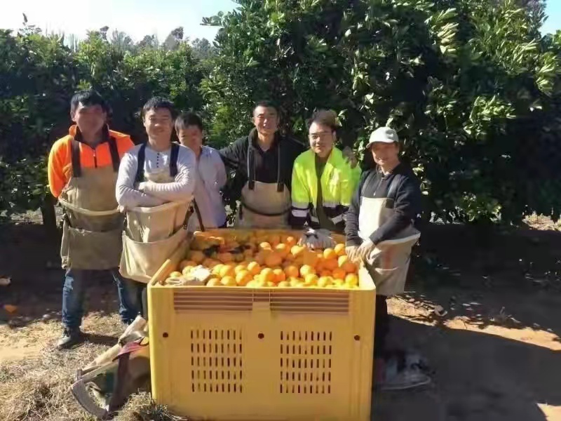 喀什地区境外派遣新西兰农场季节工合法打工雇主直招项目（一条龙服务）