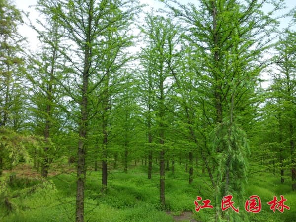 常州榉树供应商-江民园林-2023已更新(今日/推荐)
