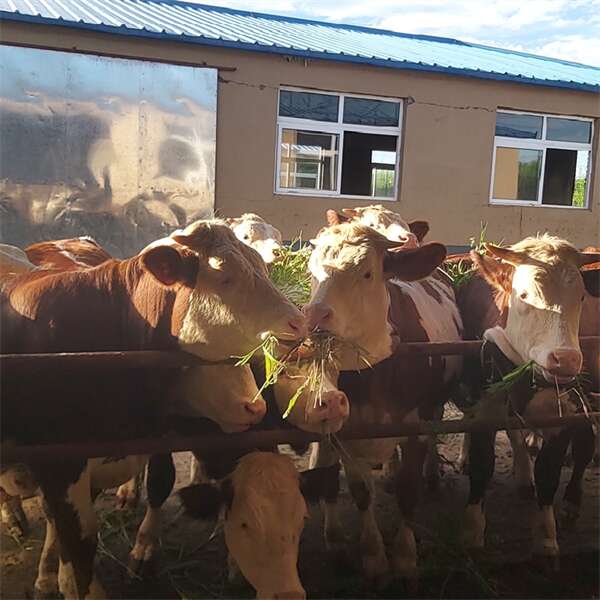 松岭西门塔尔牛中转基地 三百斤至四百斤牛犊子多少钱一只