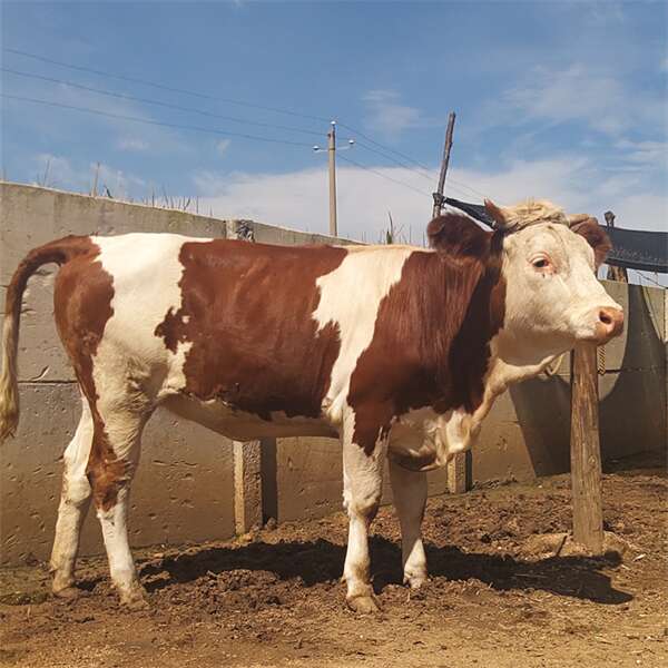 大兴安岭养牛基地 400多斤的西门塔尔2岁母牛多少钱一只