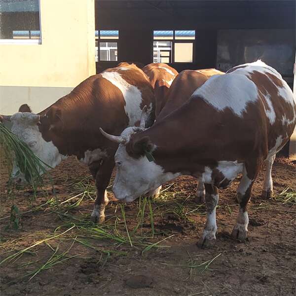 大兴安岭养牛基地 400多斤的西门塔尔2岁母牛多少钱一只