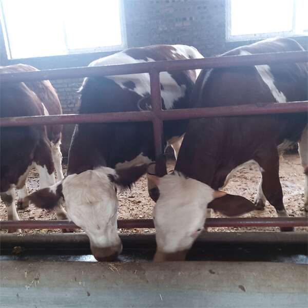 宣城牛养殖场 五六百斤的西门塔尔牛犊小母牛要多少钱一头