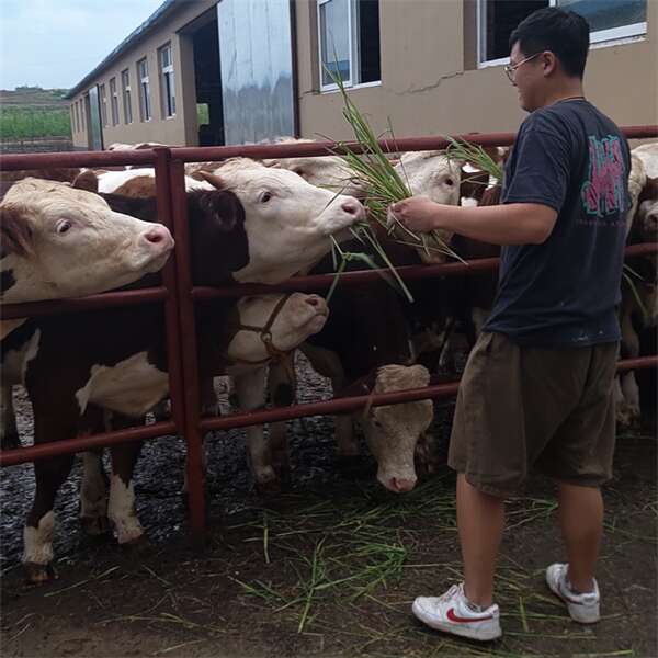 肉牛养殖基地 四百斤至五百斤西门塔尔牛小母牛出售