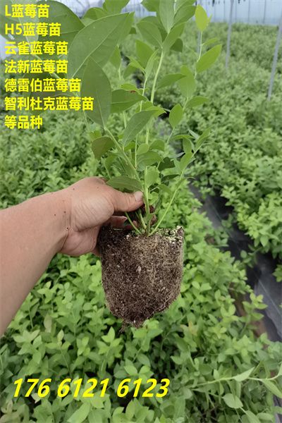 广安云雀蓝莓苗主产区价格2022已更新(今日/推荐)