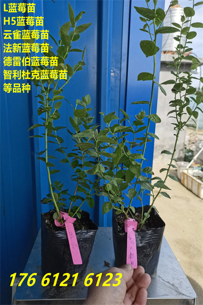 广东惠州南高丛蓝莓苗期报价