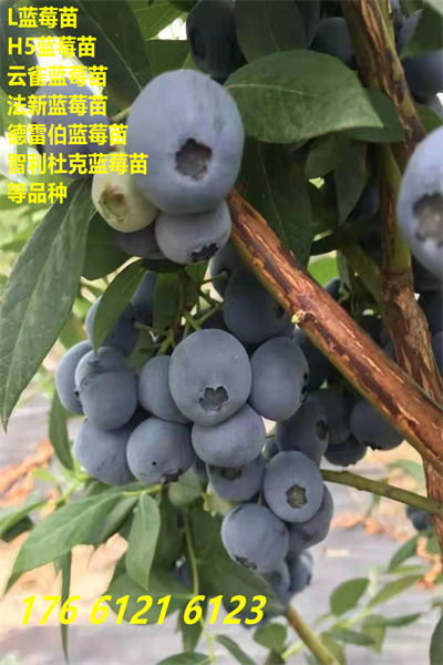 龙陵蓝丰蓝莓苗主产区价格2022已更新(今日/推荐)