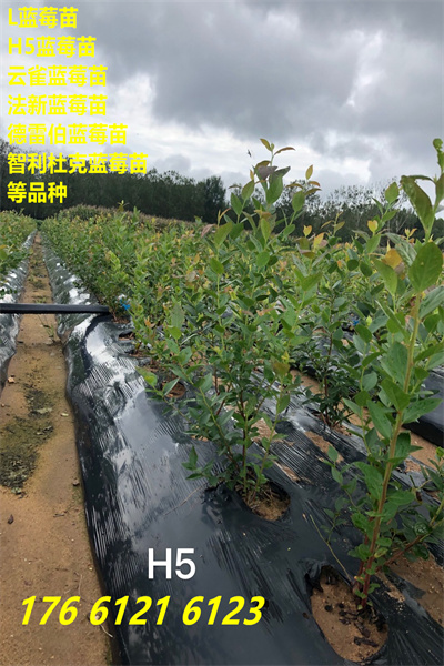 厦门湖里H5蓝莓苗才卖多少钱一株2022已更新(今日/观察)