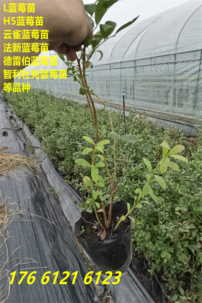 桂林灌阳莱克西蓝莓苗这里卖的价格2022已更新(今日/热点)