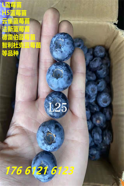 黔西南册亨法新蓝莓苗这里卖的价格2022已更新(今日/热点)
