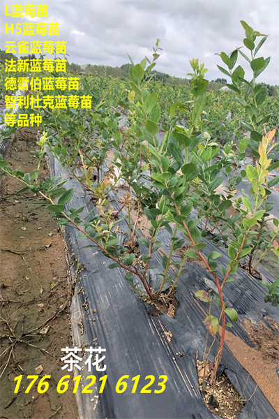 鹤岗南山F6蓝莓苗才卖多少钱一颗2022已更新(今日/动态)
