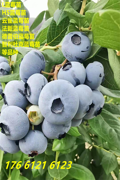 郧阳L11蓝莓苗这里卖的价格2022已更新(今日/热点)