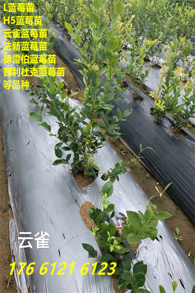 龙陵蓝丰蓝莓苗主产区价格2022已更新(今日/推荐)