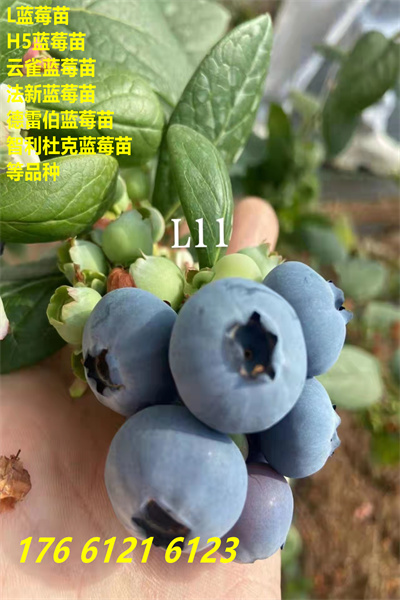 集美珠宝蓝莓苗才卖多少钱一株2022已更新(今日/观察)