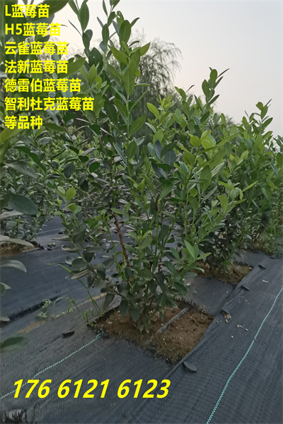 临县蓝丝带蓝莓苗这里卖的价格2022已更新(今日/热点)