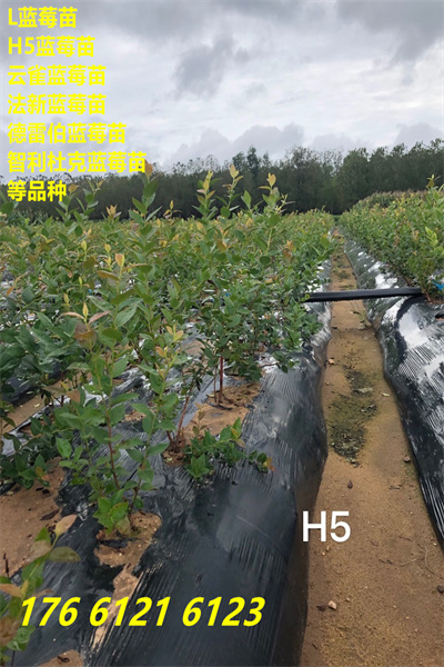 海南贵南绿宝石蓝莓苗这里卖的价格2022已更新(今日/流程)