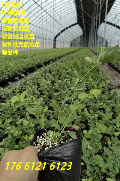 广东惠州南高丛蓝莓苗期报价