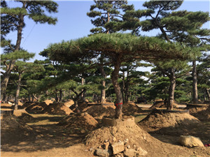 山东省泰安17公分造型景观松每周回顾2023已更新（今日/商情）
