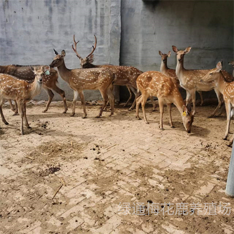 滁州市有几家梅花鹿养殖场2023年已更新（今日/动态）